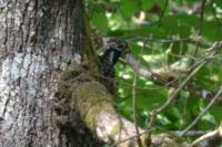 Dendrocopos major