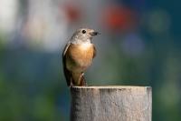 Phoenicurus phoenicurus