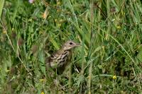 Anthus trivialis