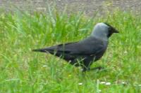 Corvus monedula