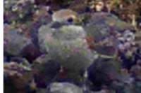 Lanius collurio