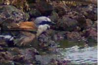 Lanius collurio