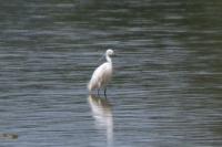 Egretta garzetta