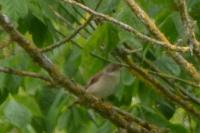 Sylvia communis