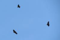Gyps fulvus