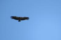 Gyps fulvus