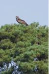 Circaetus gallicus