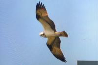 Pandion haliaetus