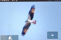 Pandion haliaetus