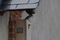 Passer domesticus