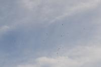 Milvus migrans
