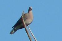 Streptopelia turtur