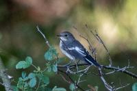 Ficedula hypoleuca
