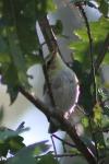 Phylloscopus sibilatrix