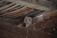 Tyto alba