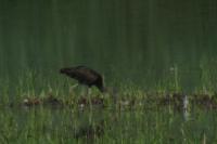 Plegadis falcinellus