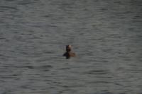 Podiceps auritus