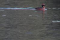 Podiceps auritus
