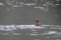 Podiceps auritus