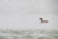 Podiceps auritus