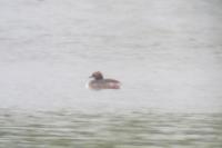 Podiceps auritus