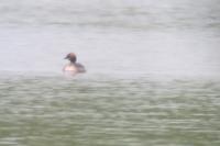 Podiceps auritus