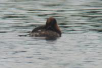 Podiceps auritus