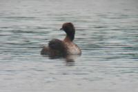 Podiceps auritus