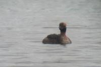 Podiceps auritus
