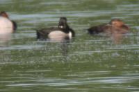 Aythya collaris