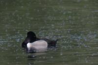 Aythya collaris