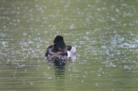 Aythya collaris