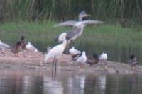 Platalea leucorodia