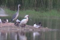Platalea leucorodia