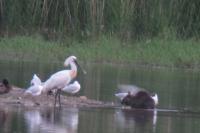 Platalea leucorodia