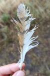 Tyto alba