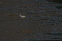 Charadrius dubius