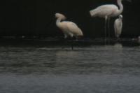 Platalea leucorodia