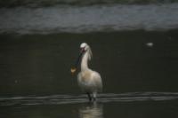 Platalea leucorodia