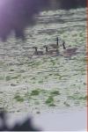 Branta canadensis