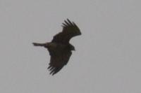 Circaetus gallicus