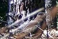 Buteo buteo