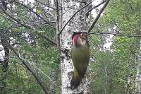 Picus viridis