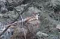 Scolopax rusticola