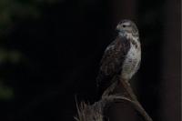 Buteo buteo