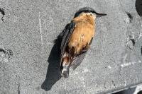 Sitta europaea