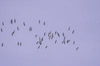 Grus grus