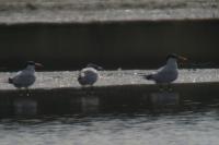 Hydroprogne caspia