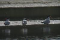 Hydroprogne caspia