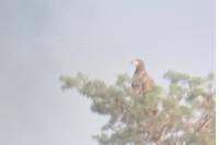 Haliaeetus albicilla